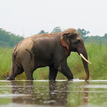 Family House - Bardia National Park 호텔 Bardiya 외부 사진