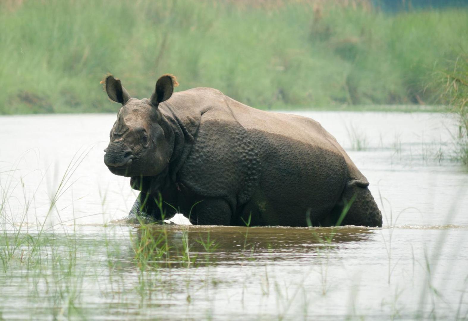 Family House - Bardia National Park 호텔 Bardiya 외부 사진