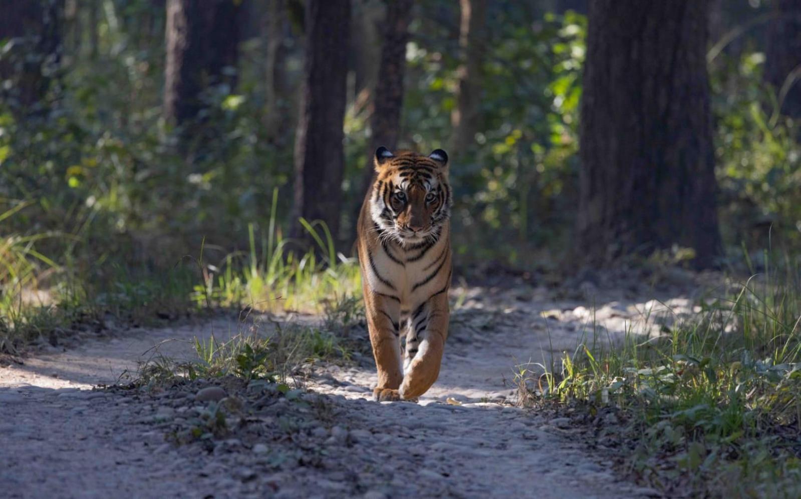 Family House - Bardia National Park 호텔 Bardiya 외부 사진