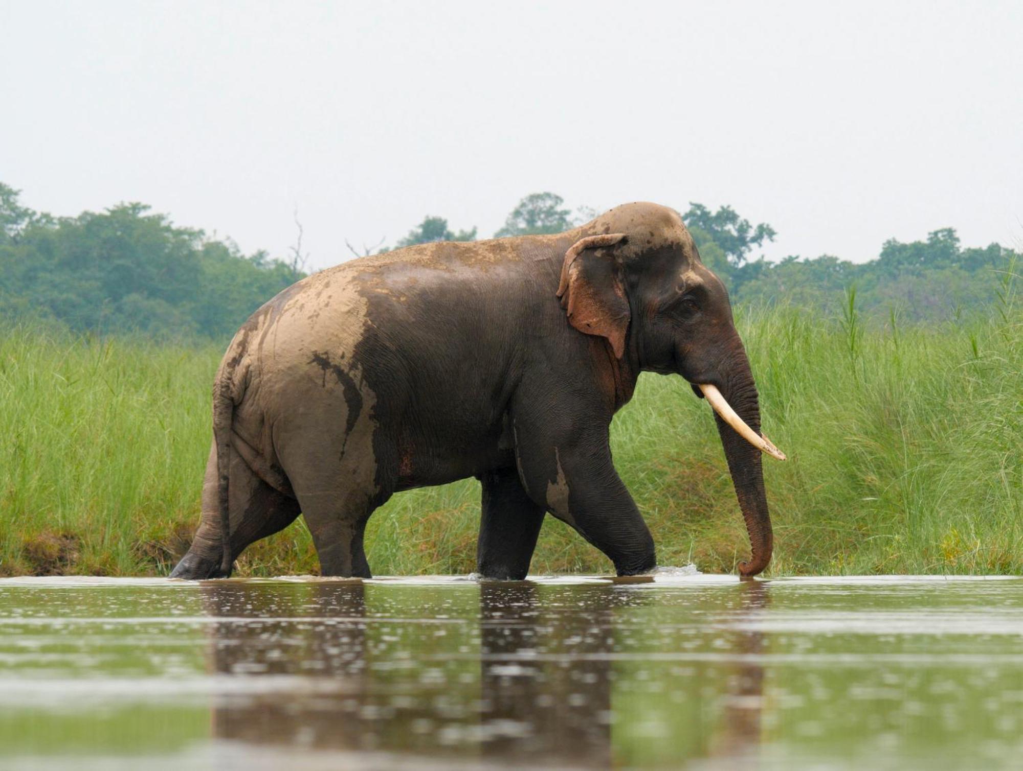 Family House - Bardia National Park 호텔 Bardiya 외부 사진